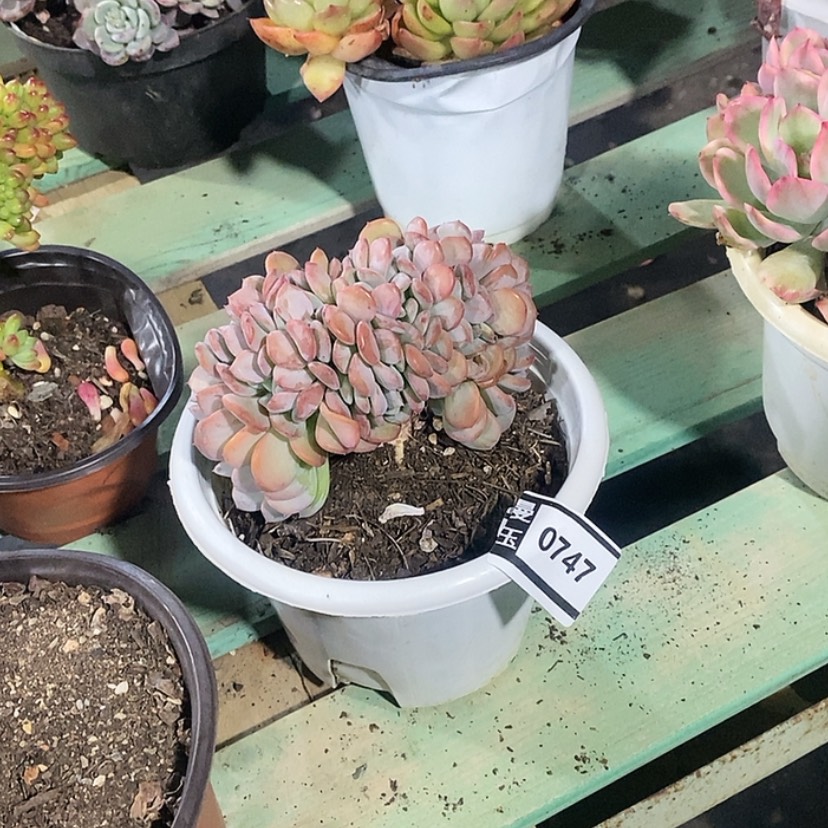 【闪购商品】玛瑙缀0747