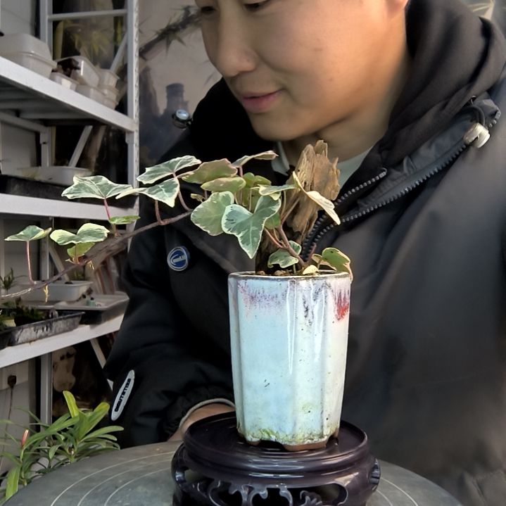 H小盆景小植物一物一拍190