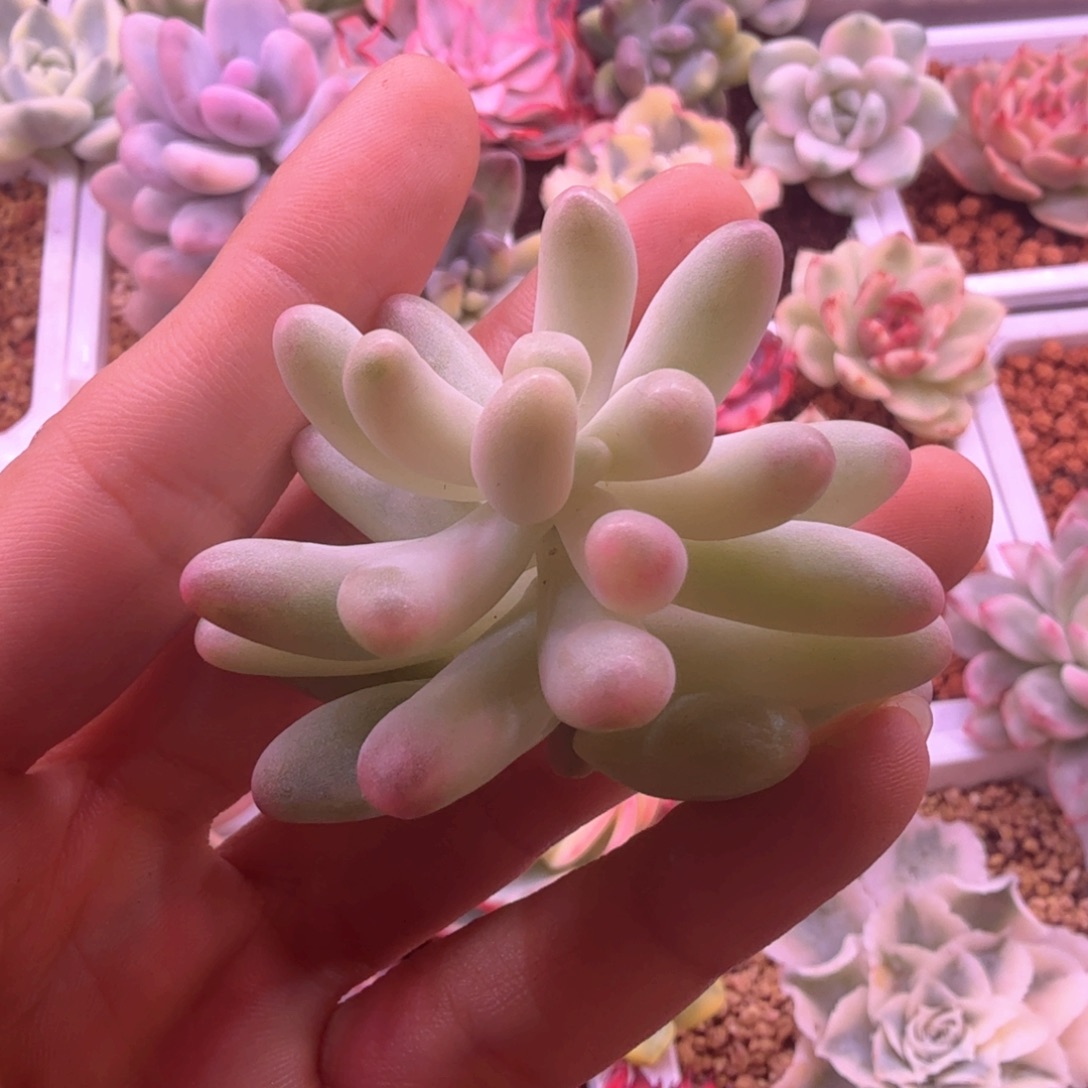 乙女辛锦 多肉植物