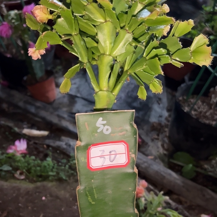 彩***霞，30号带盆050.血月