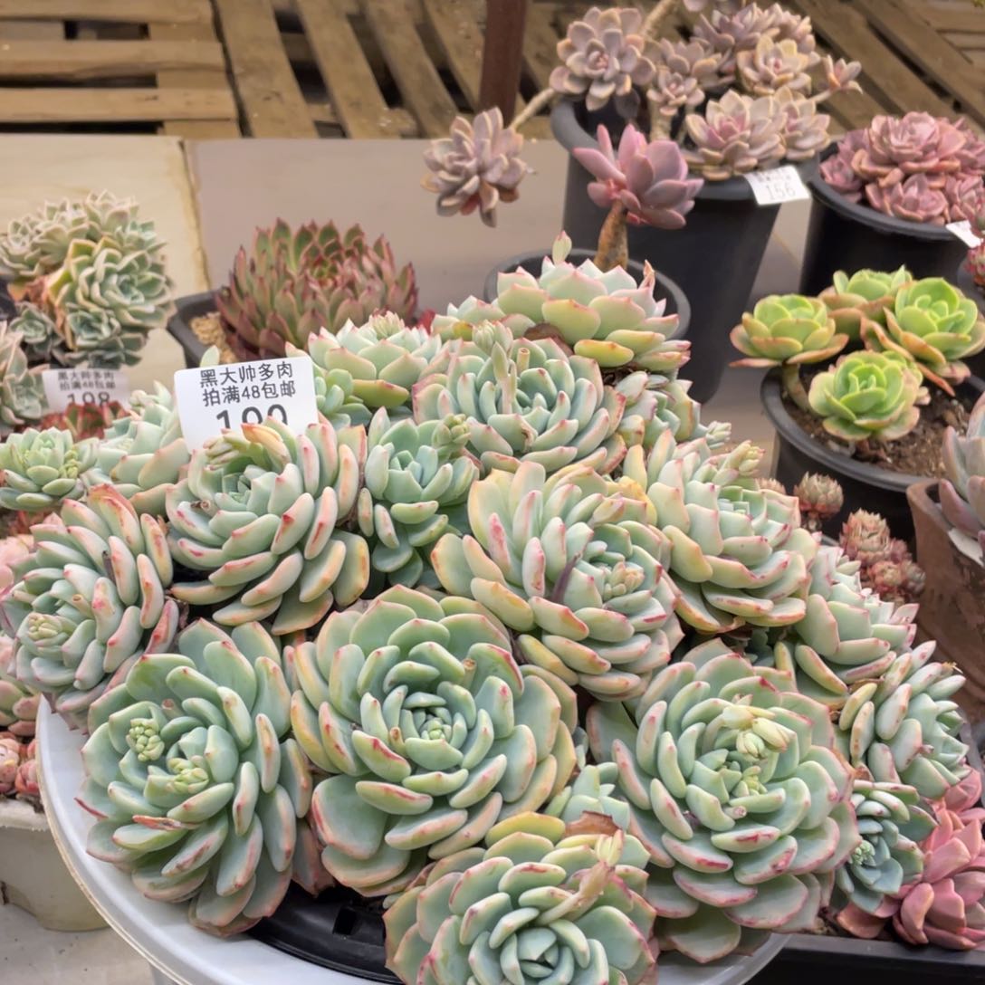 T****】黑大帅多肉199千山雪