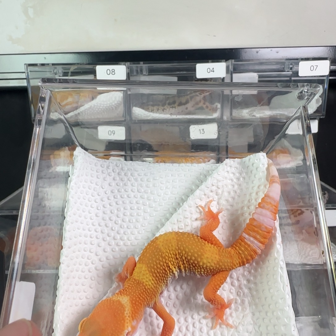 豹纹守宫雨水蜜橘弟弟