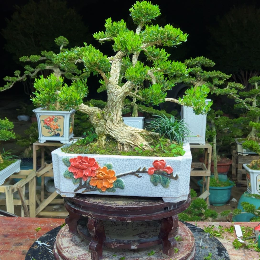 无花朵广东皱皮雀舌黄杨