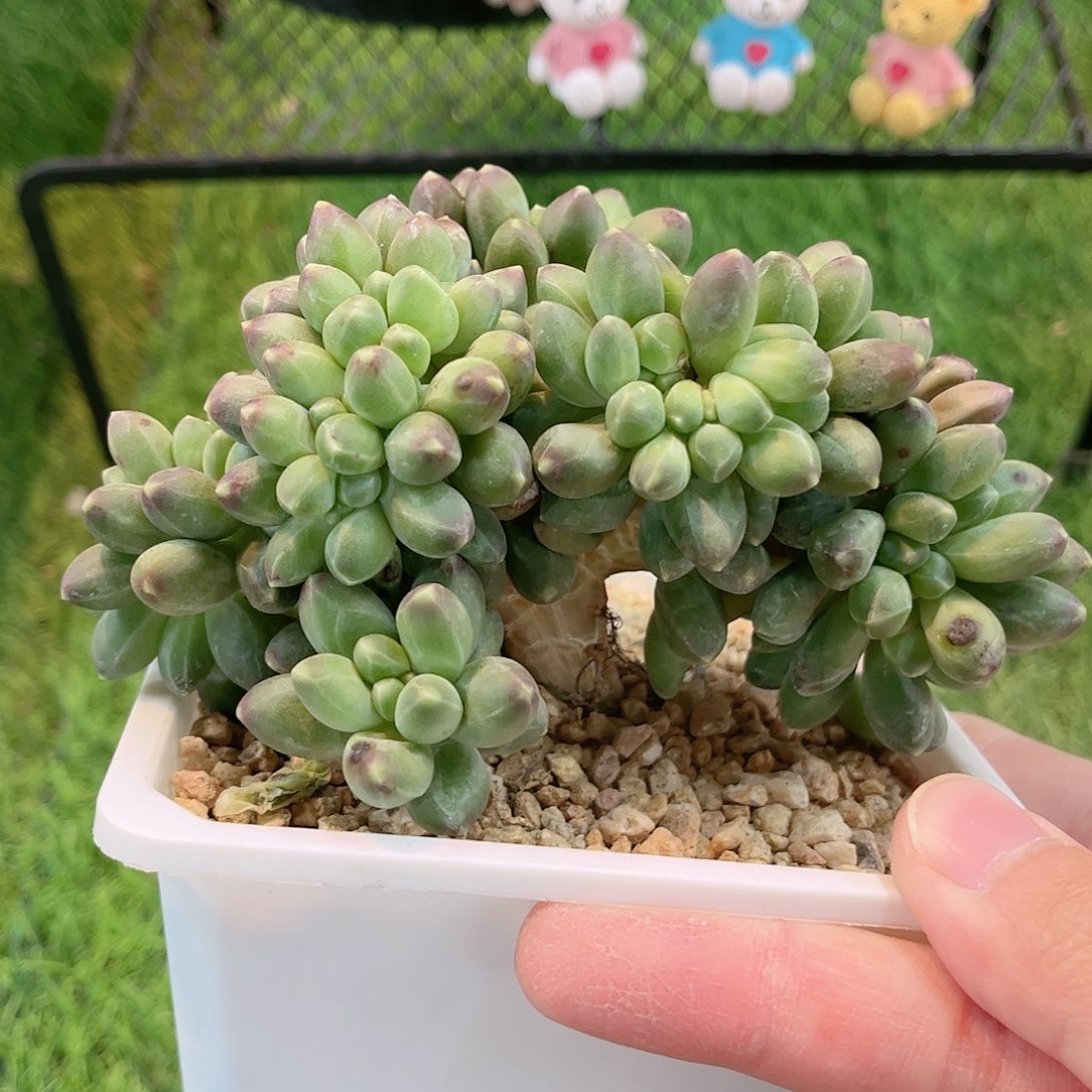 韩版千代田缀化多肉