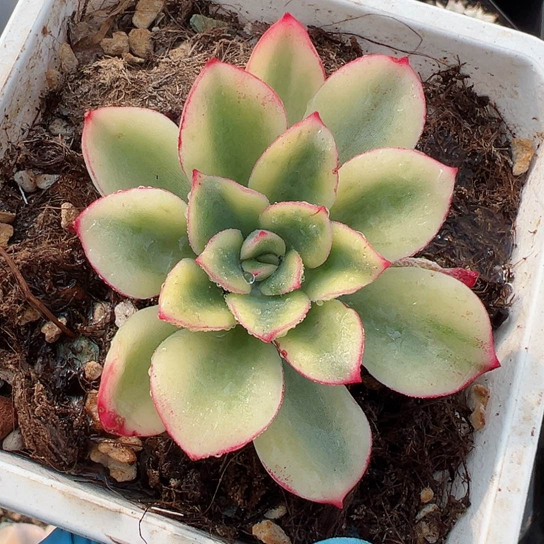 紫梦锦，覆轮锦多肉植物