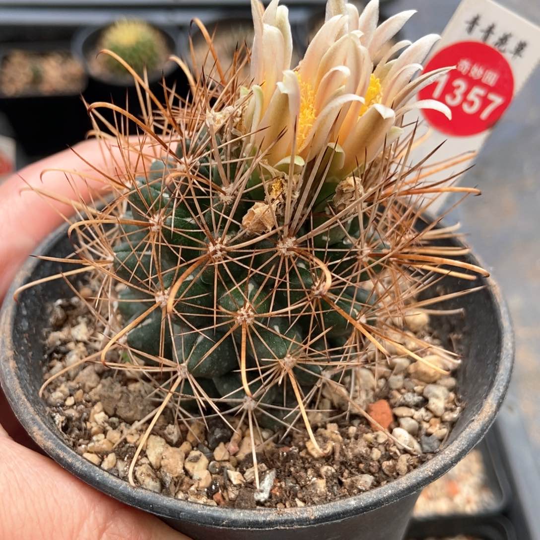 实生狂刺玄武玉5.4cm