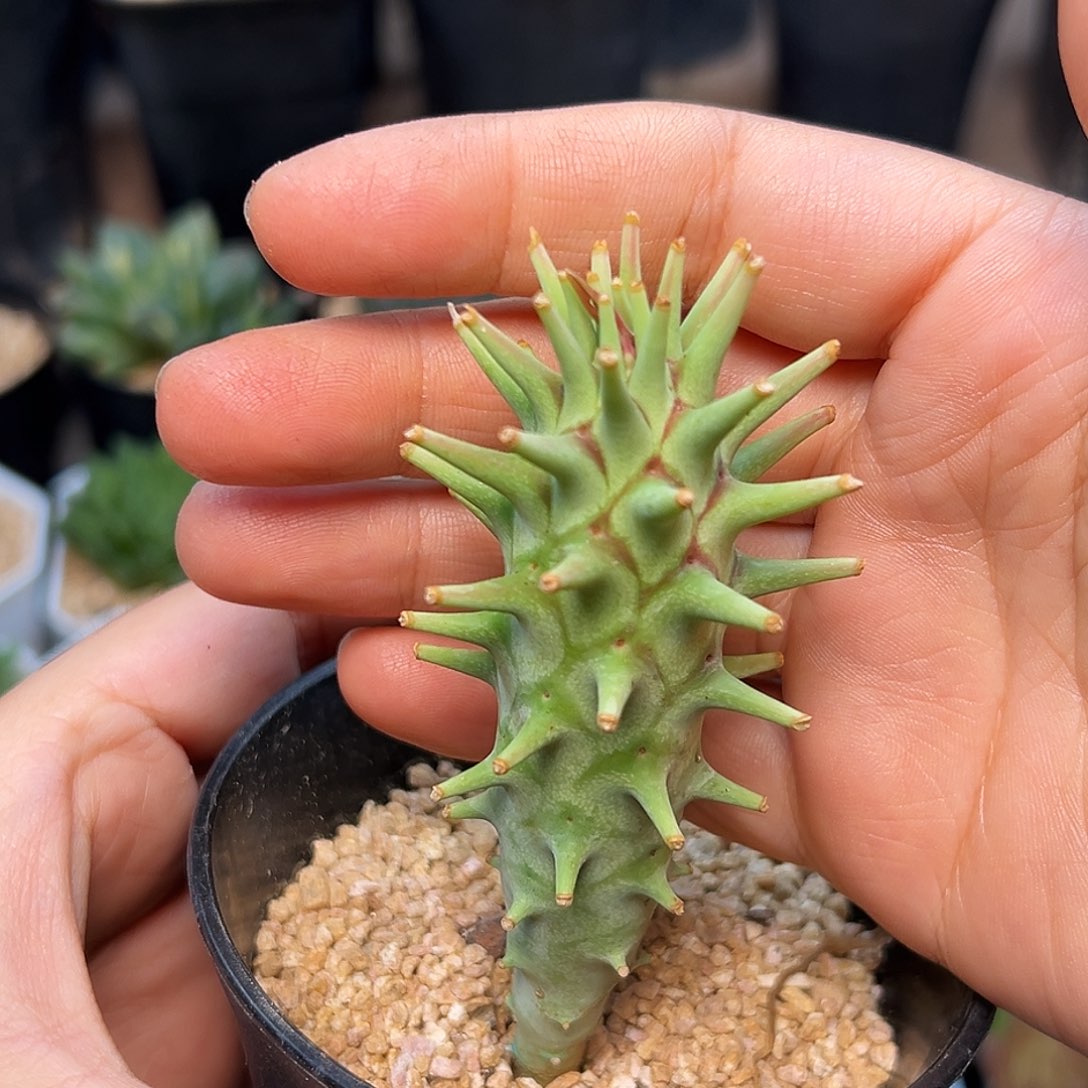 澡粒大戟一颗一颗一颗