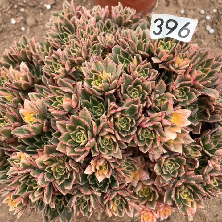 396多肉植物甜茶