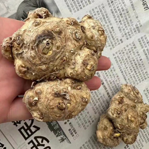 进口马蹄莲大球盆栽地栽四季南北方种植好活好养耐寒耐寒当年开花
