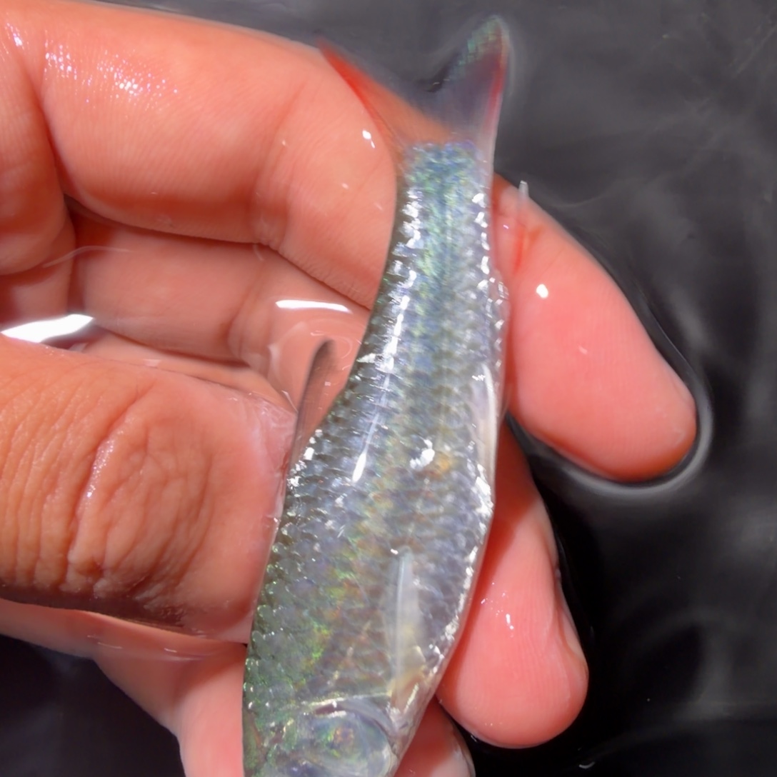 吉罗鱼蓝鳍彩虹 非洲进口鱼