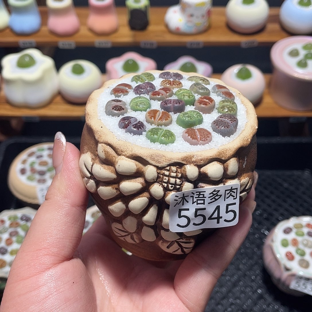 带盆土植物 一物一拍5545