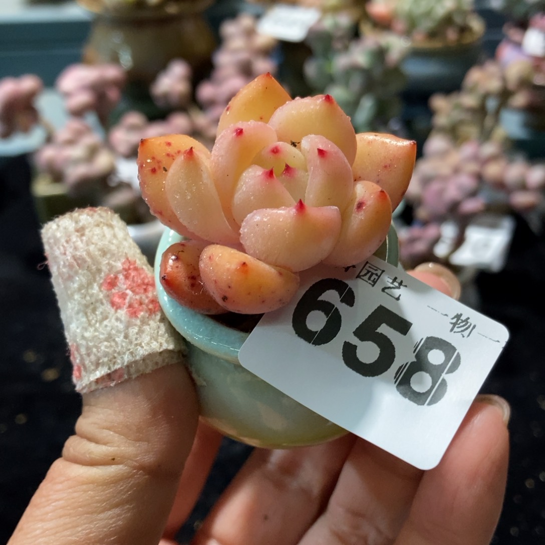 658带盆土1111111