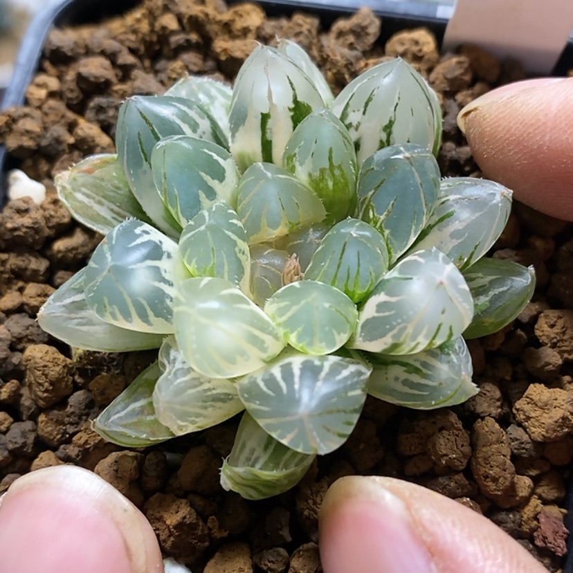 【闪购商品】335霓虹灯