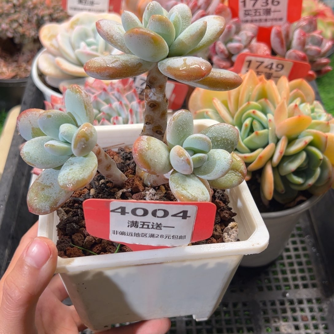 表妹精品多肉4004.
