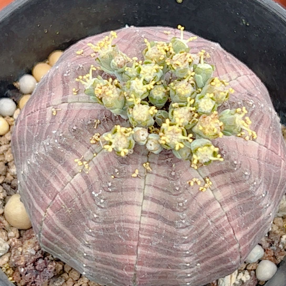 实生 白肌神玉布纹球