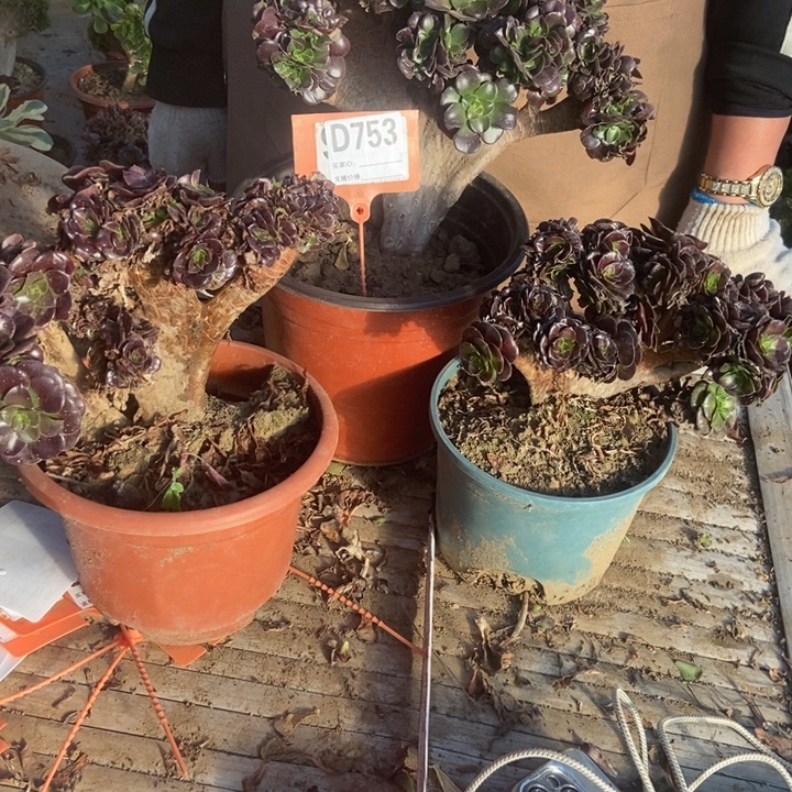 轩***D753D817A854三颗华纳欧洲欧紫