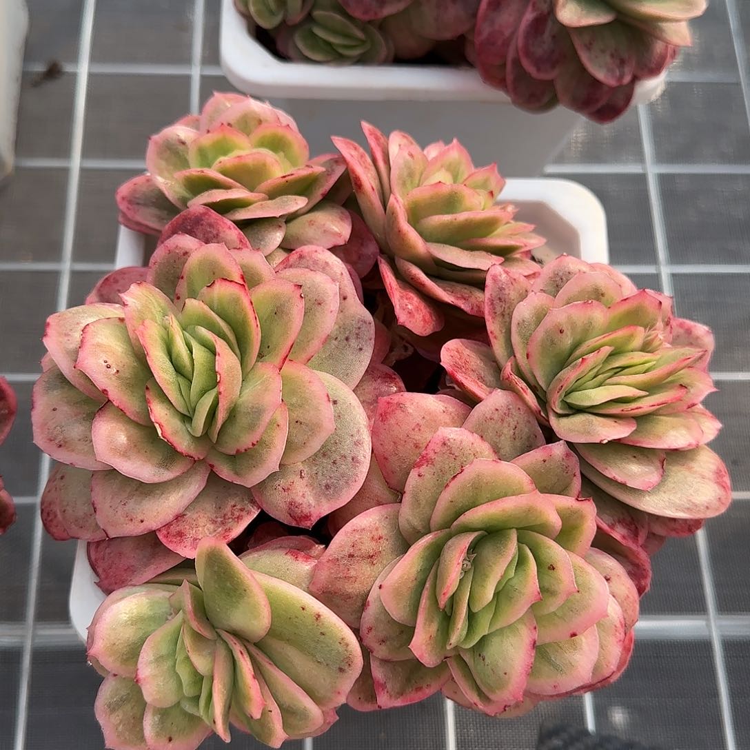 从前慢花园精选0122-大冰玫瑰锦