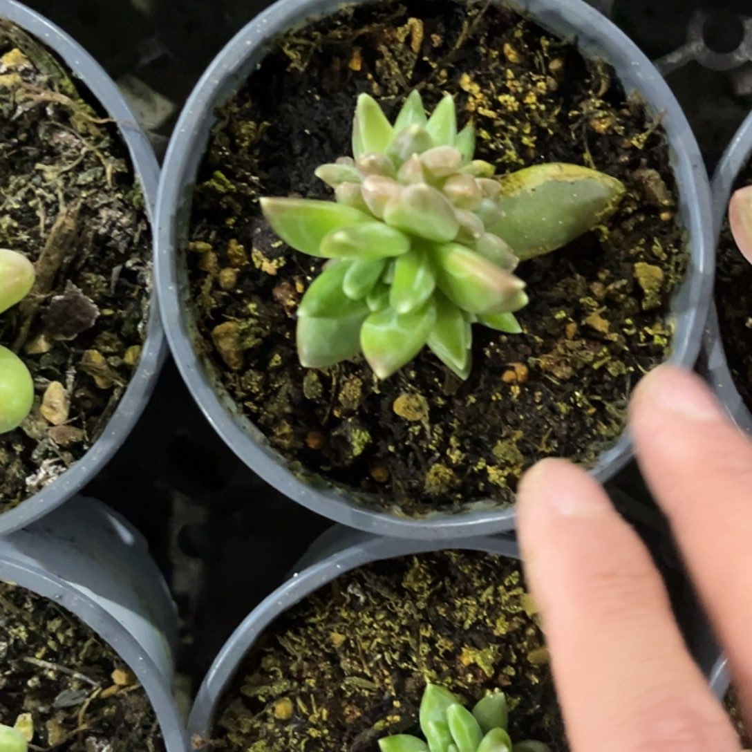 三头多肉植物美人 TTN
