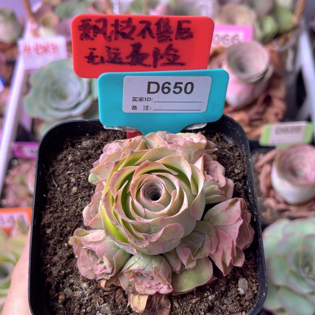 休眠期紫芙玫瑰D650