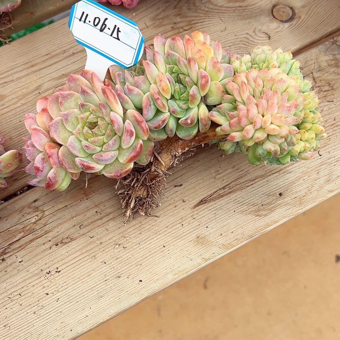 1106-15冰魄树缀（微瑕）