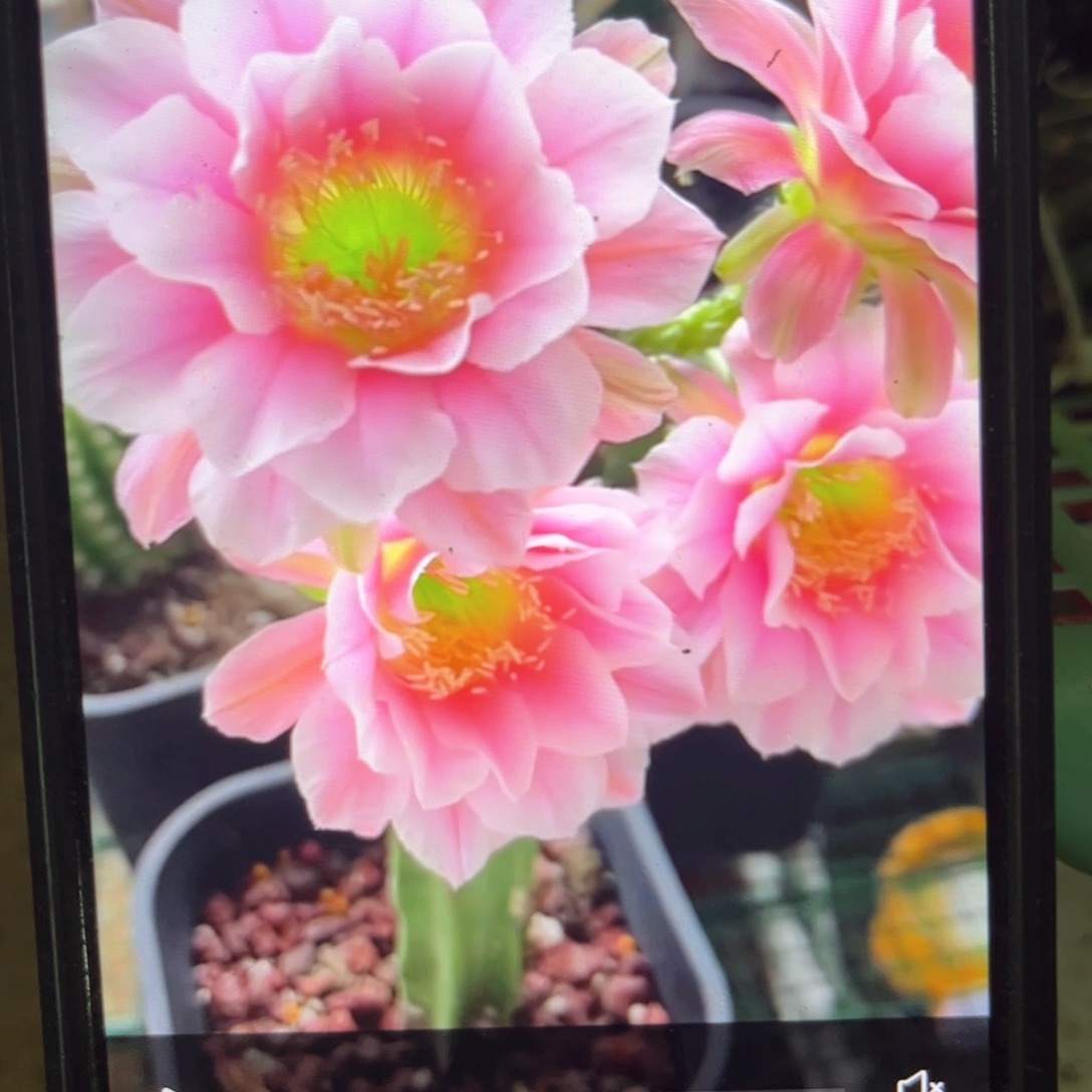 0711两颗丽花侧牙20包邮仙人球
