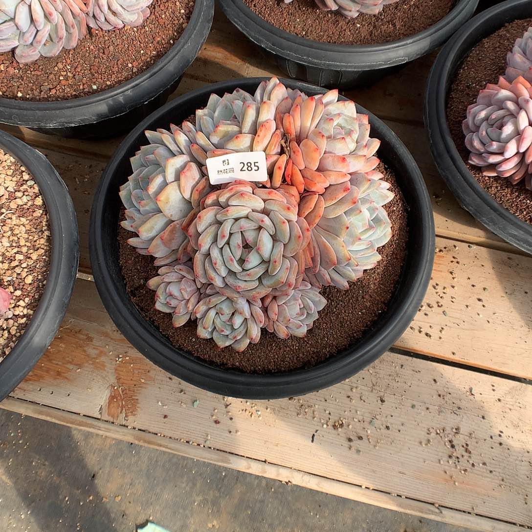 白***琛285韩橙多肉植物666