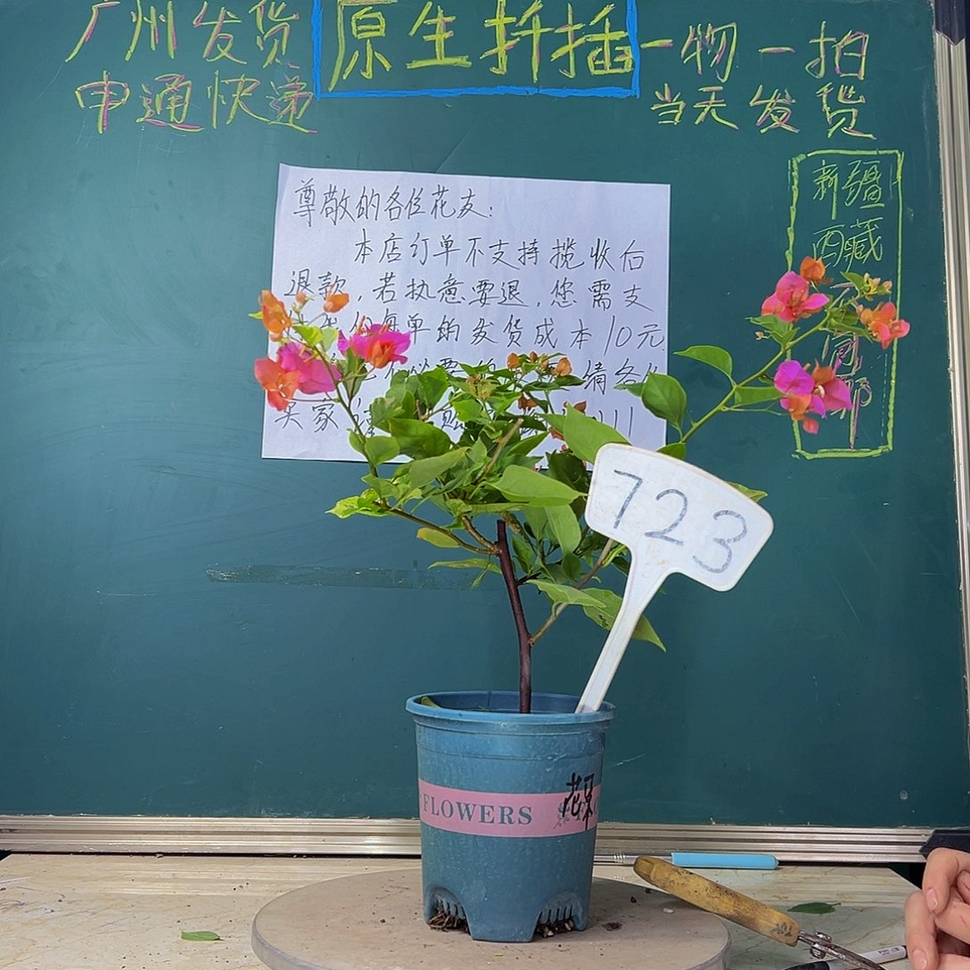 当前无花栽培后可以开花 福利  热带花束  723