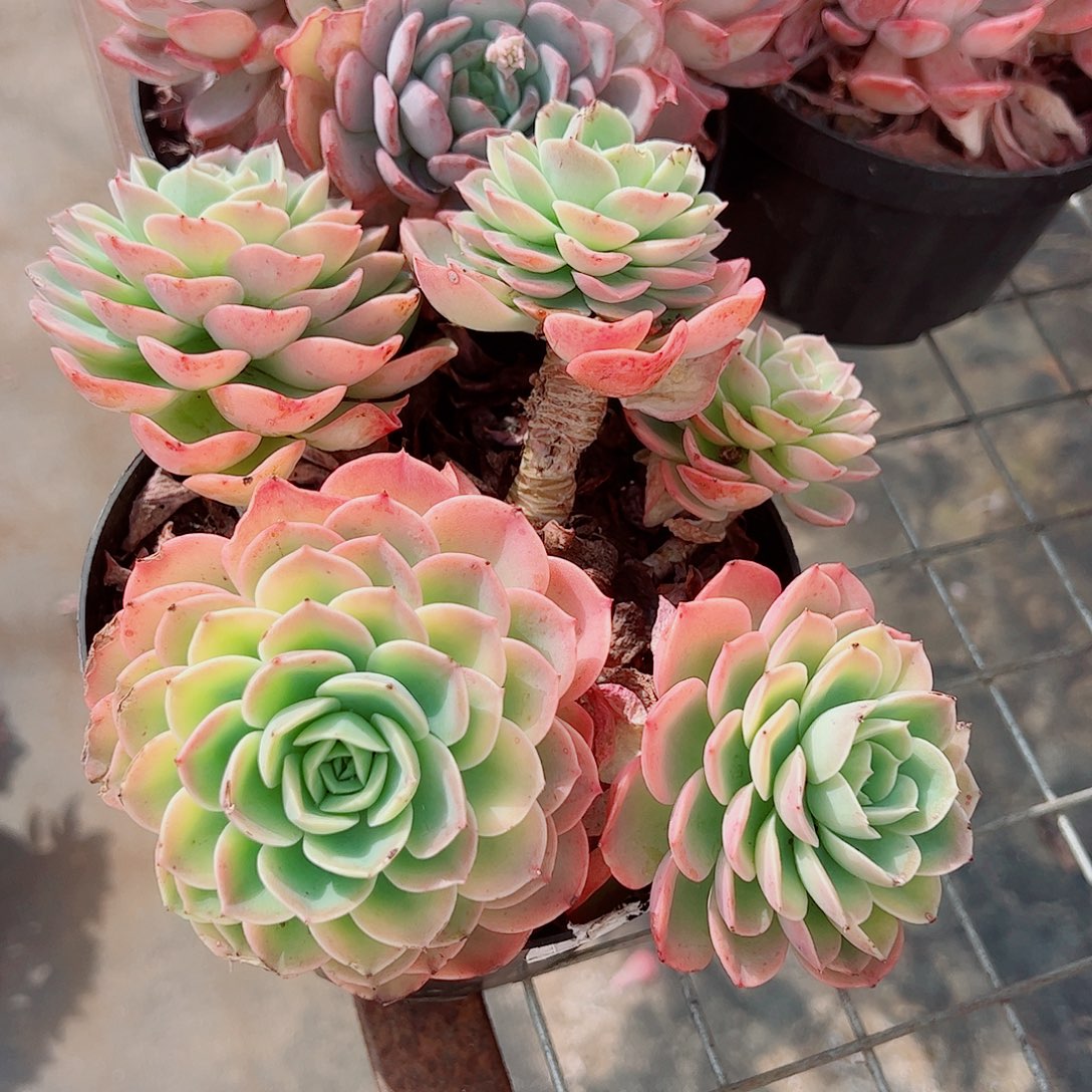 哈密瓜多头群生老桩特价带颜色