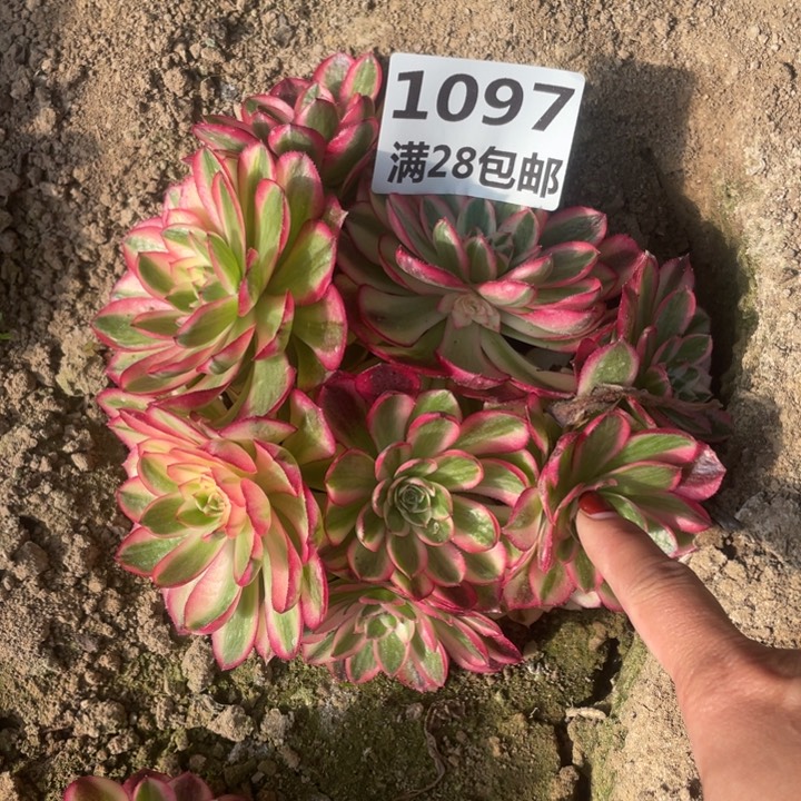 1097三号棚倾城多肉植物