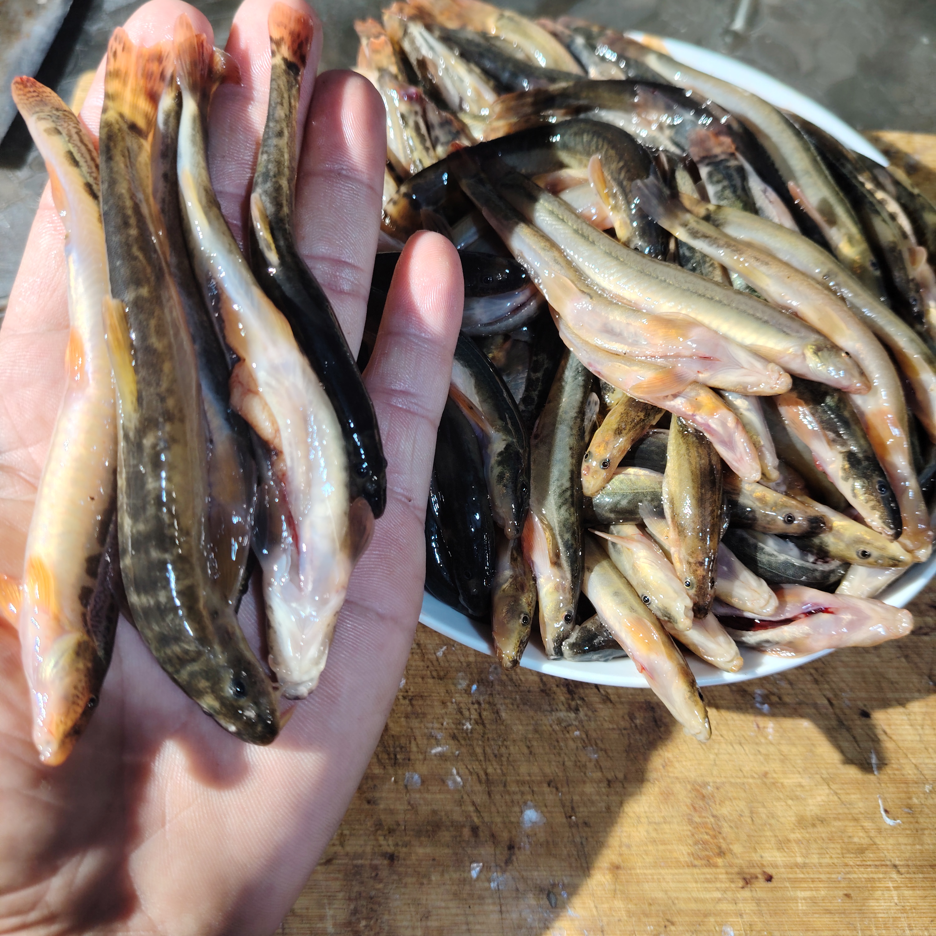 东北冷水小河鱼花泥鳅