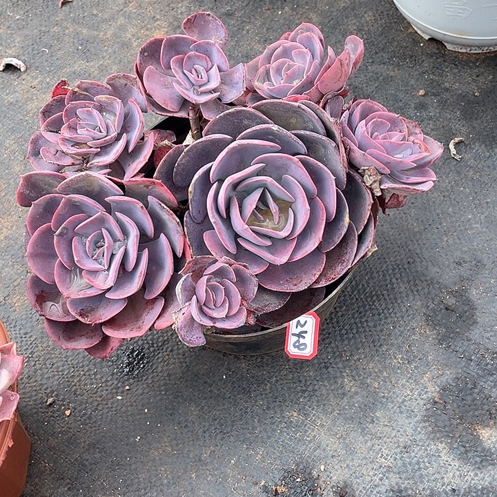 248尘埃玫瑰 一物一拍多肉