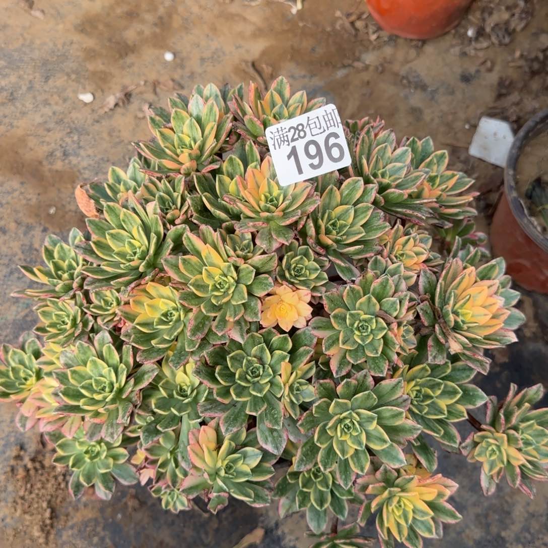 花茶多肉196满28包邮断枝不包