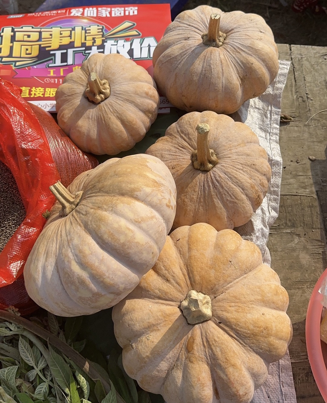 云南高山老品种老南瓜