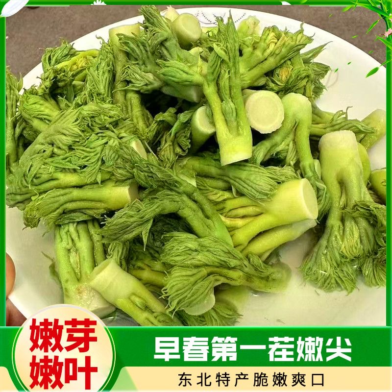 东北野生山野菜刺嫩龙芽保鲜袋装刺嫩芽带水500g*1袋（腌制菜）