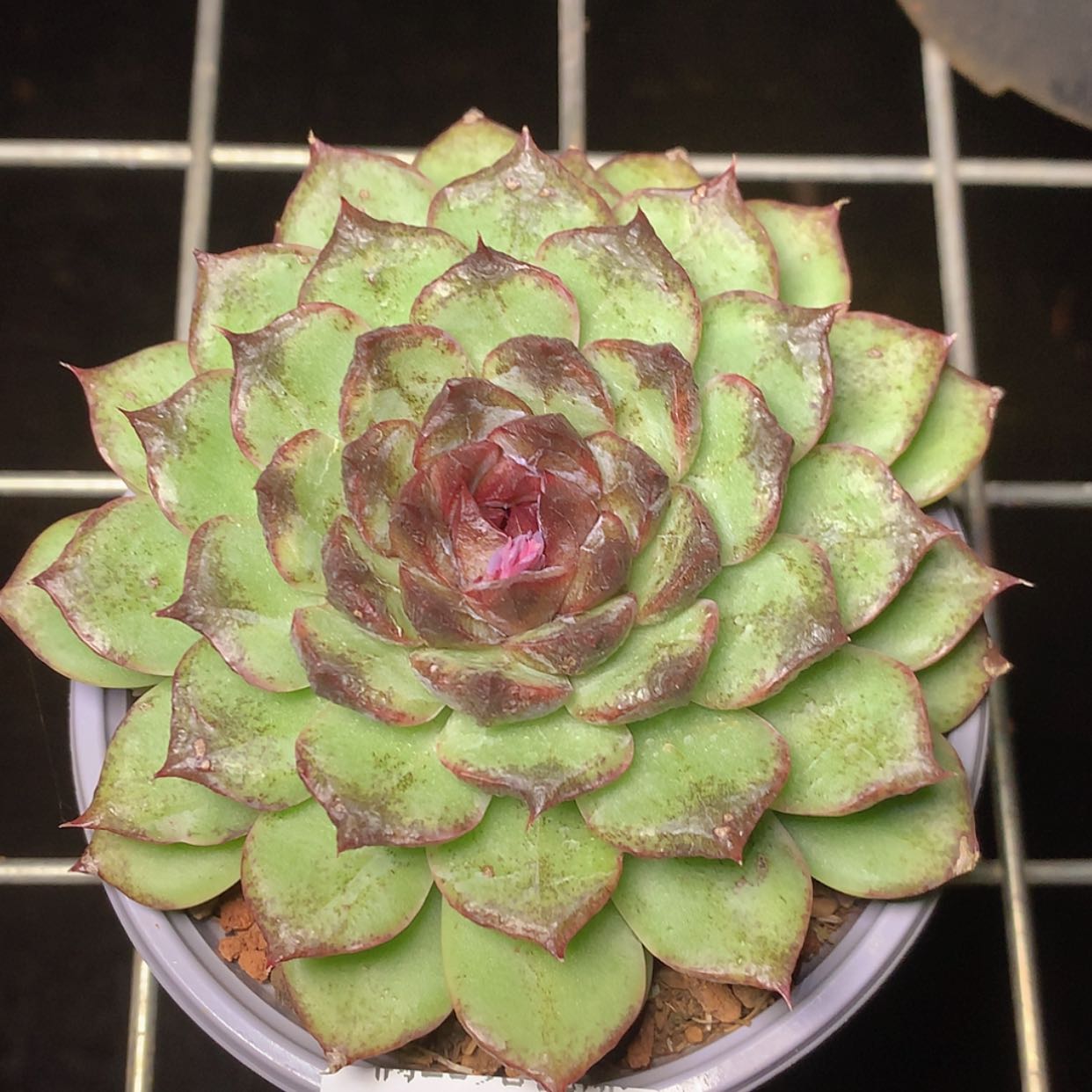 【闪购商品】云481号