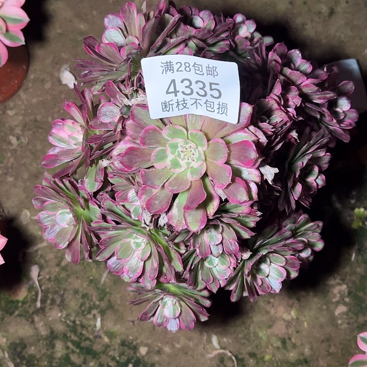 4335霁月多肉植物