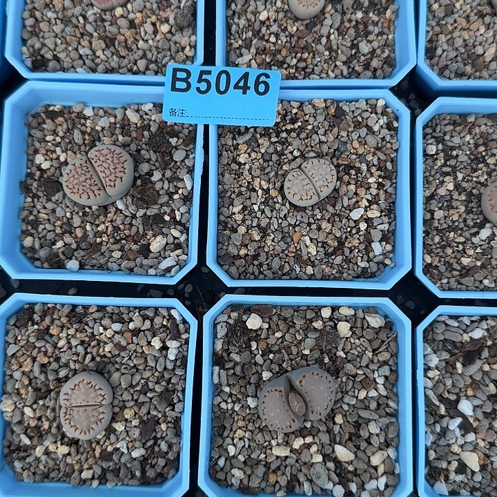 k****双十一活动价格优惠