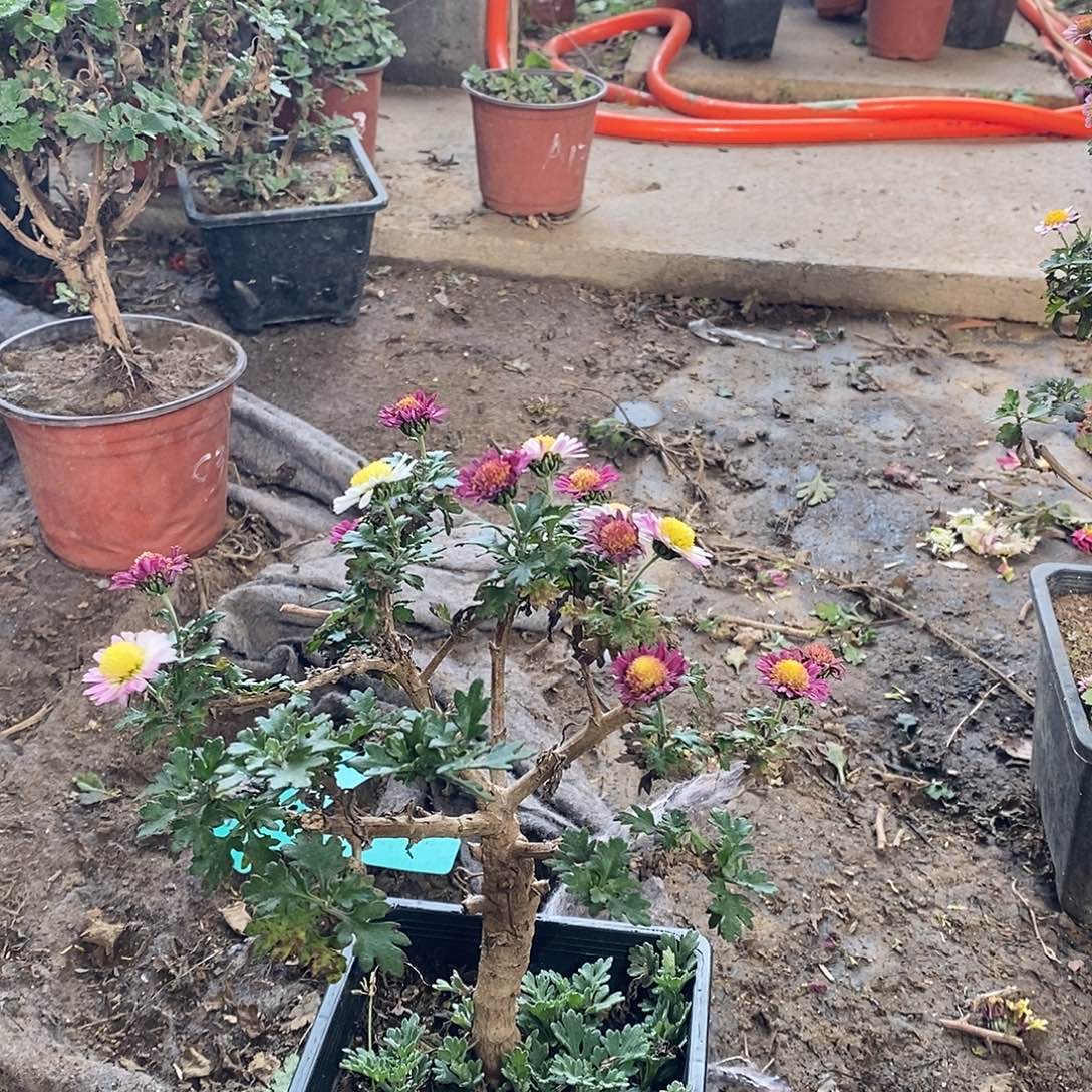 爱***凌完全开放菊花菊花盆景