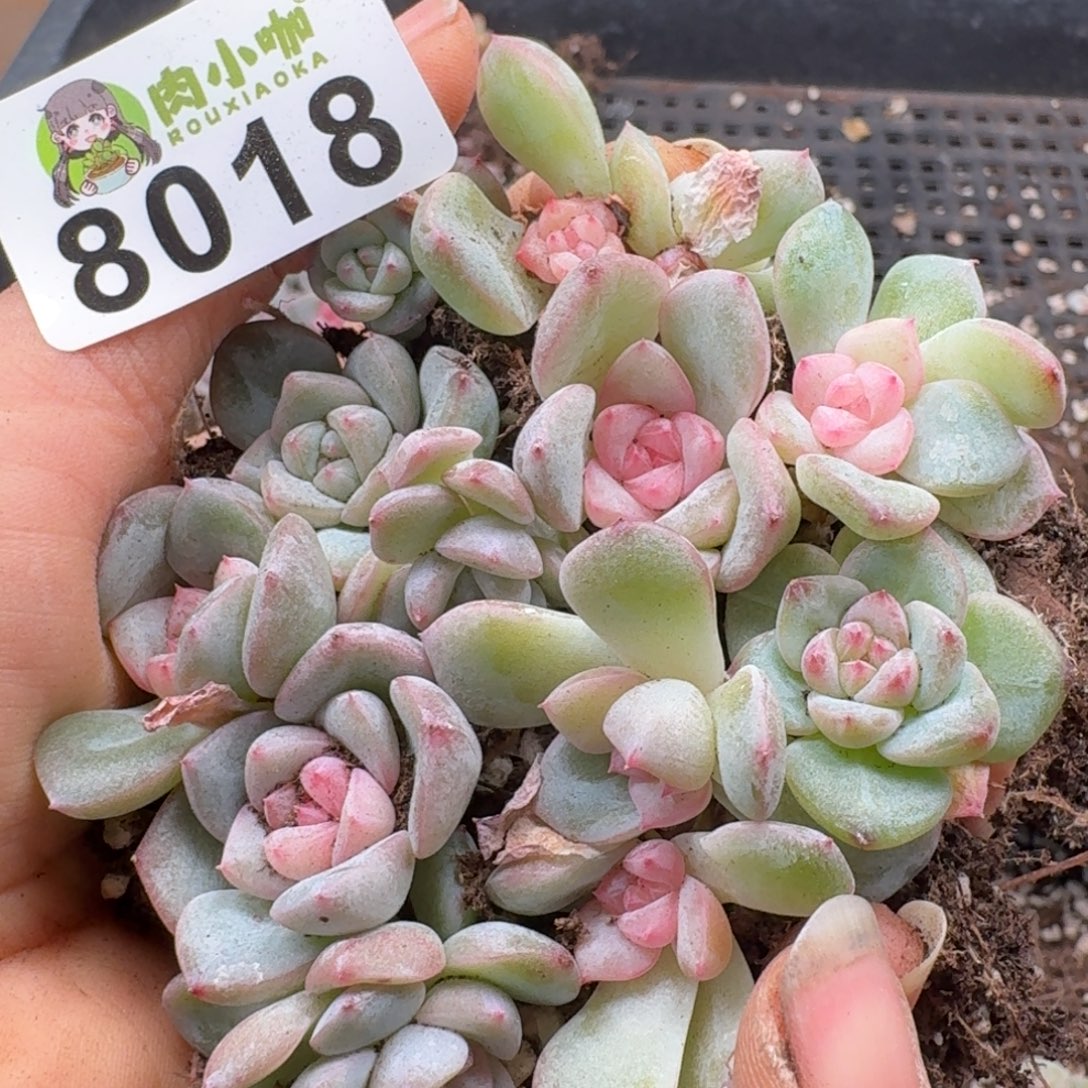 多肉植物多肉植物
