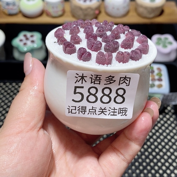 带盆土植物 一物一拍5888