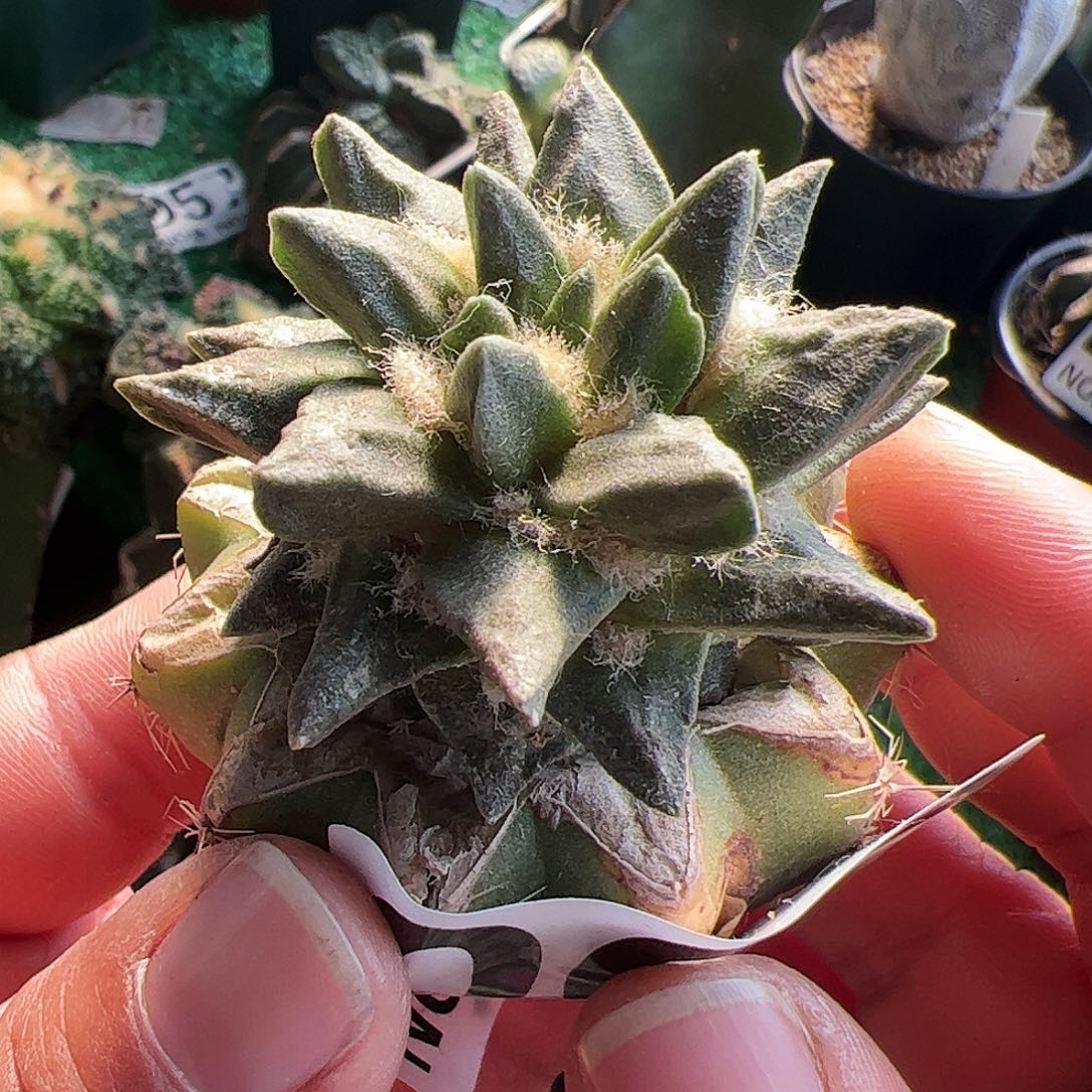 龙角牡丹仙人球065