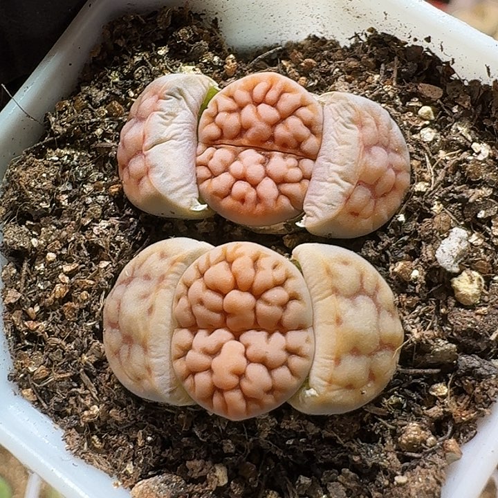 生石花233333。  267