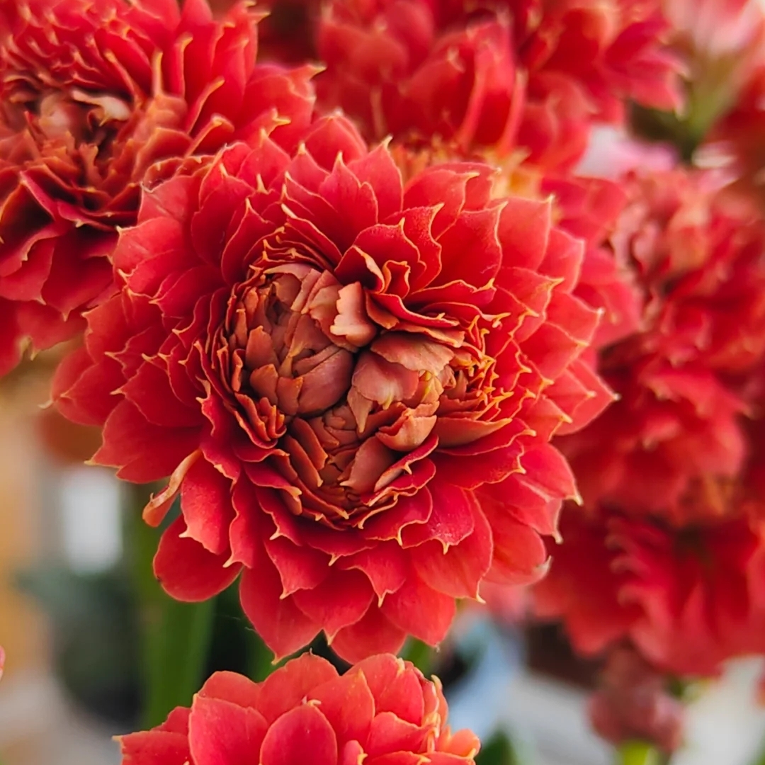 120大盆【武神】喜庆年宵花稀有品种爆盆基地花卉直发精品长寿