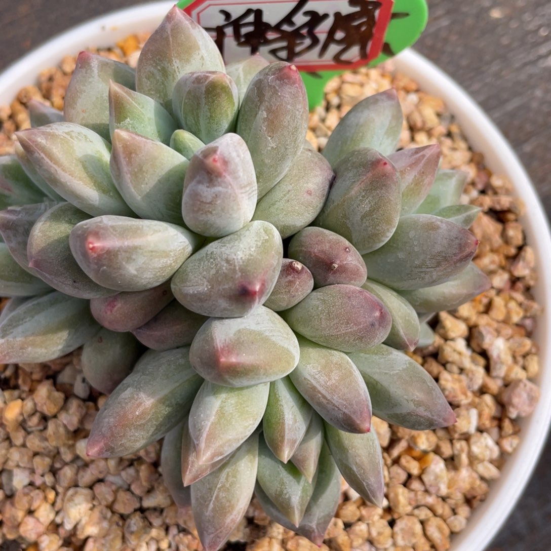 睦*姐姐说这不是