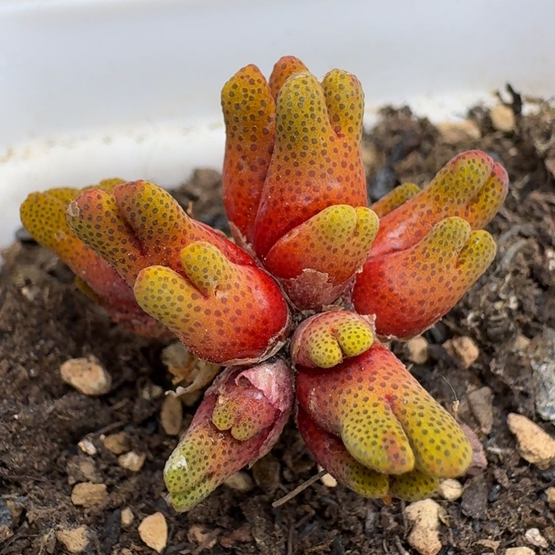 25-91斑马带盆18头0000