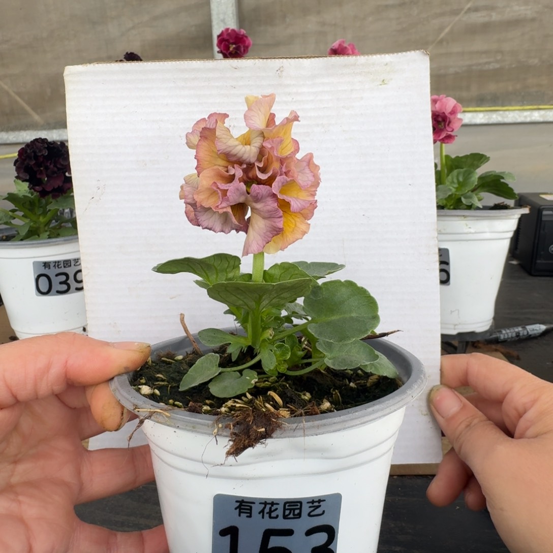 无花朵153号角堇