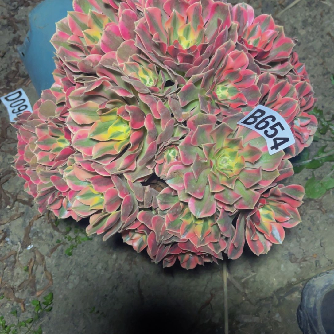 女妖法师16//-28包邮