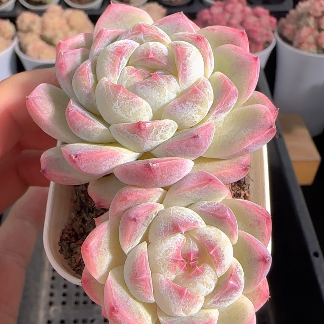 多肉1228-253福利福利