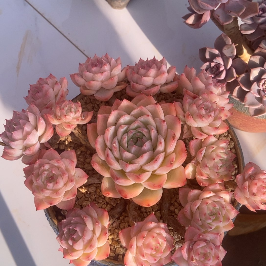 水晶玫瑰多肉多肉多肉多肉