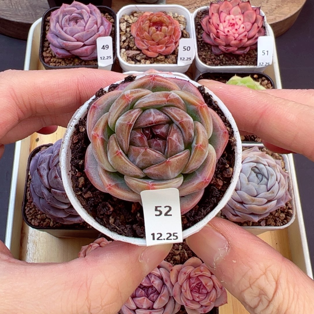 好好看52、哈哈哈哈哈